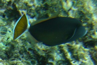 Sufflamen albicaudatum - Weißschwanz-Drückerfisch (Rotmeer-Drücker, , Weissschwanz-Flossendrücker)